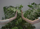 High Five xD