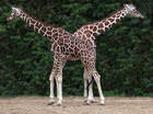 dieren