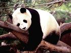 lijpe panda