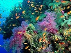 Red het koraal