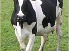 koe