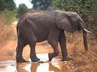 De olifant en d