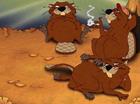 Stupid Beavers