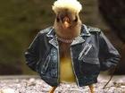 de enge vogel