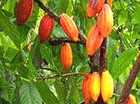 De Cacaoboom.