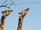 kleine giraffe