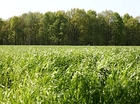 Tractor strooit