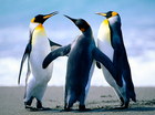 dansende pingui