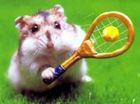 SPORTENDE DIERE